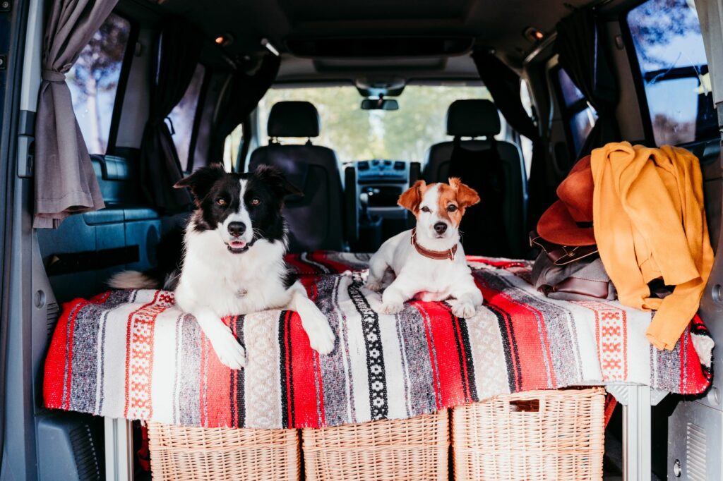 chiens partent en vacances en voiture