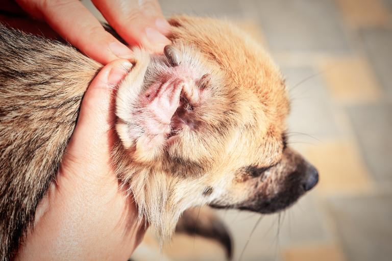 un chien souffre de gale auriculaire