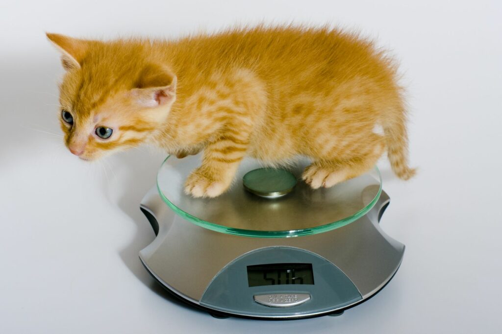 poids d'un chaton pesé à l'aide d'une balance ménagère