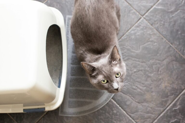chat devant son bac à litière