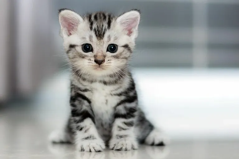 chaton assis