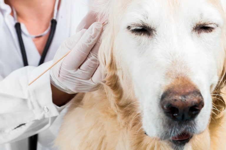 un vétérinaire ausculte un chien pour des acariens