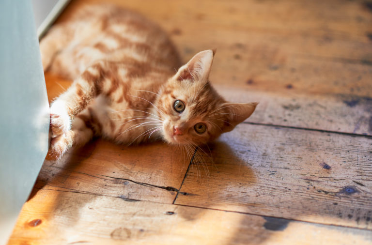 Chaton roux allongé sur le parquet