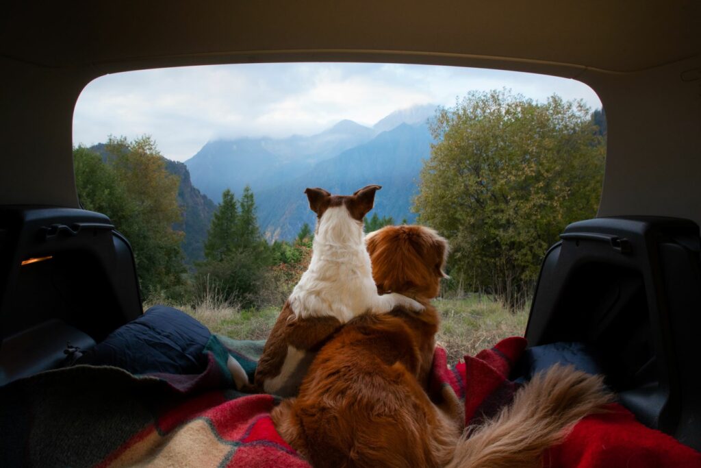 deux chiens font du camping en montagne