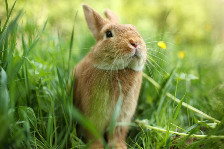 lapin plein air