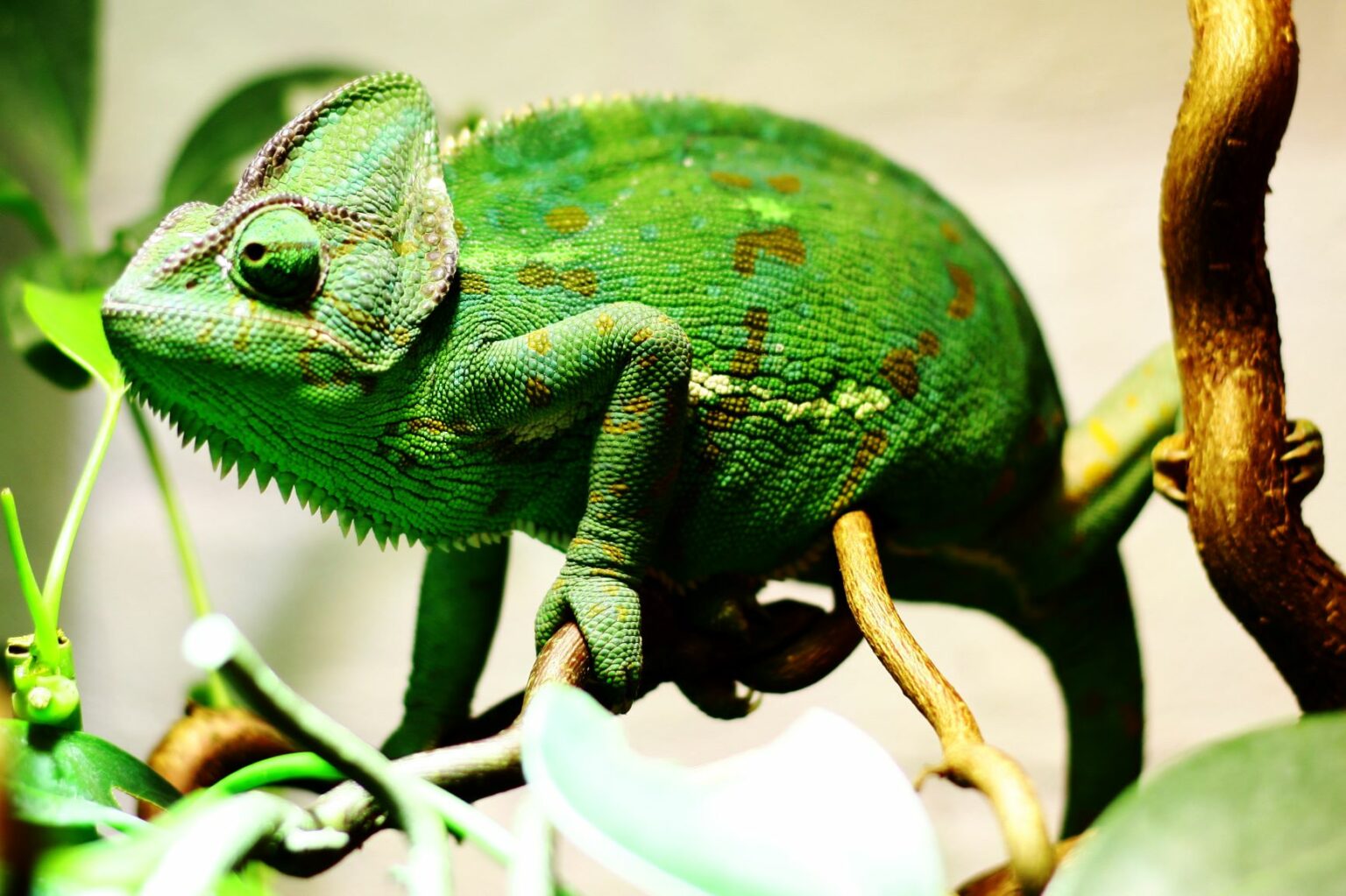 caméléon casqué