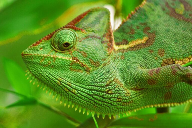 caméléon casqué