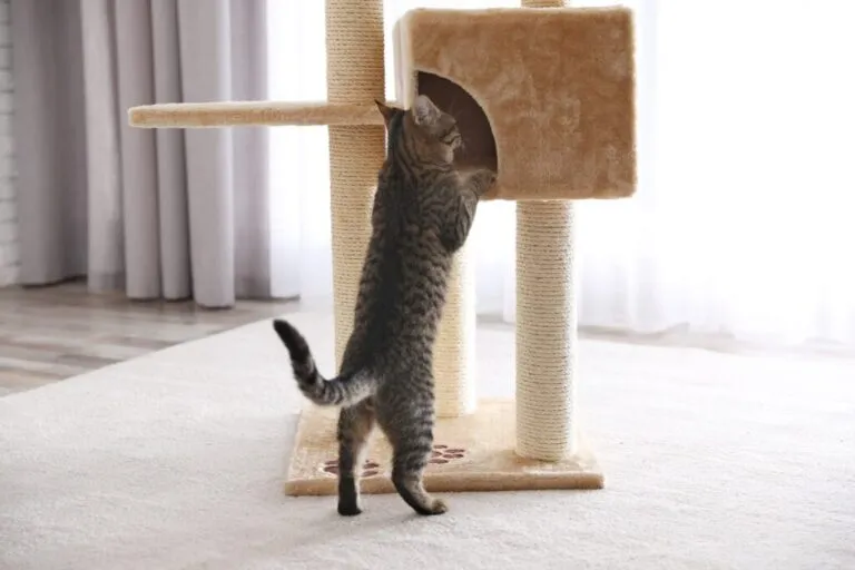 arthrose chez le chat
