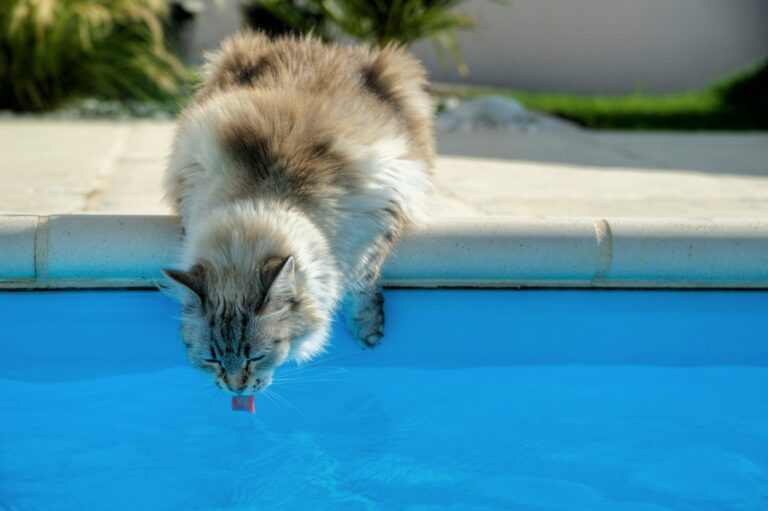 chat déshydraté