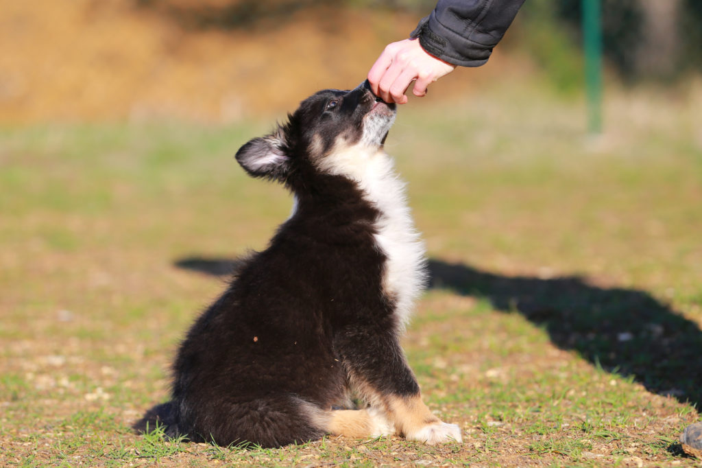 un chiot en cours d'éducation recoit une friandise