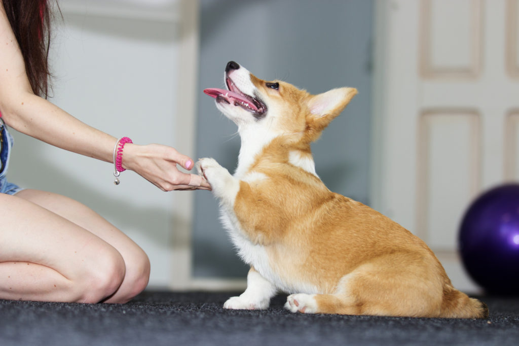 un chiot donne la patte à sa maitresse