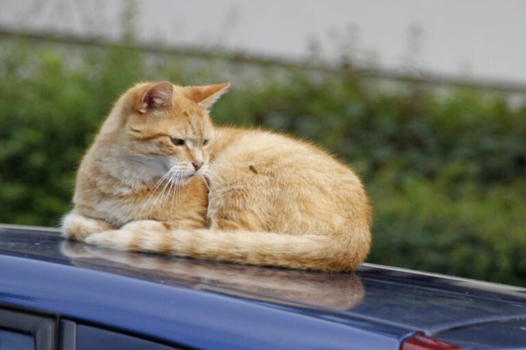 piqûre guêpe chez chat