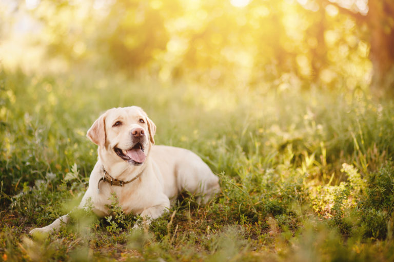 garder chien vacances