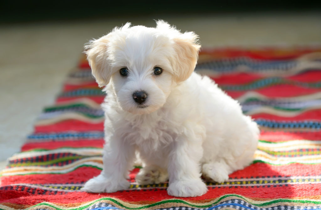 chiot blanc