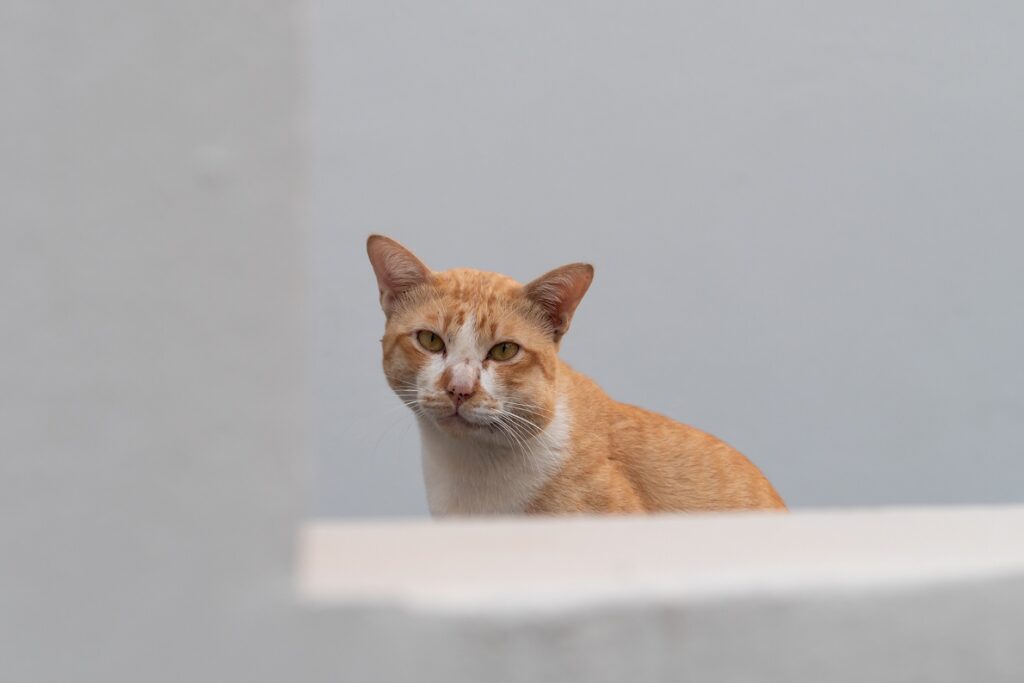 Les Piqures De Guepe Chez Le Chat Magazine Zooplus