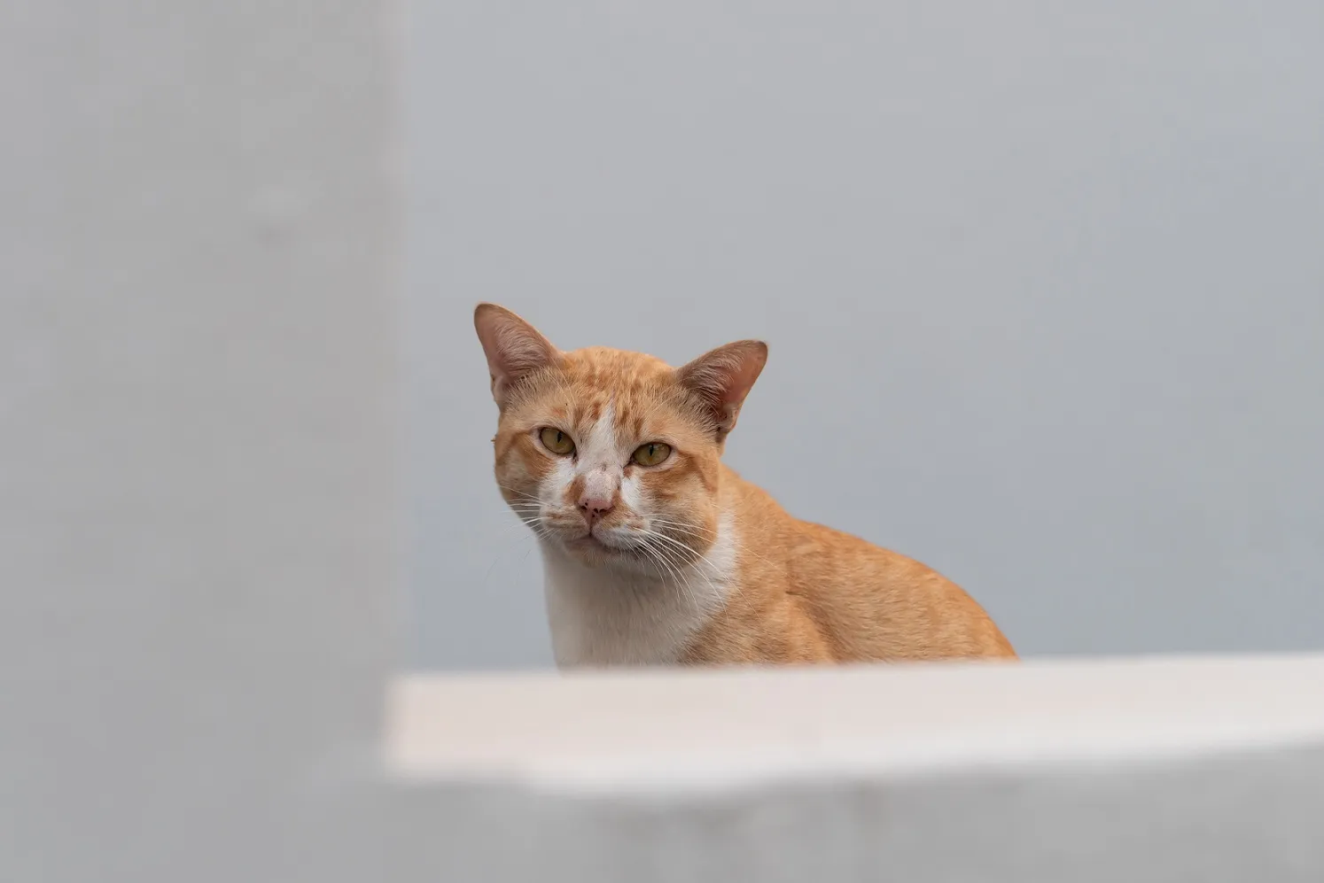 symptômes piqûre guêpe chat