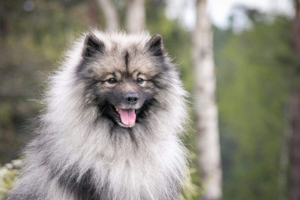 caractère spitz loup