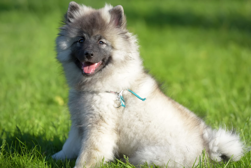 chiot spitz loup