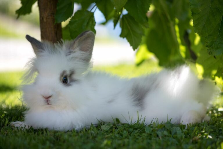 lapin chaleur été