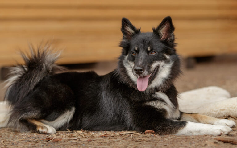 chien de berger islandais