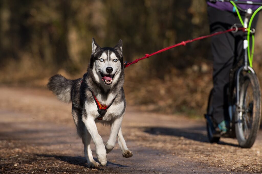 sport traction chien