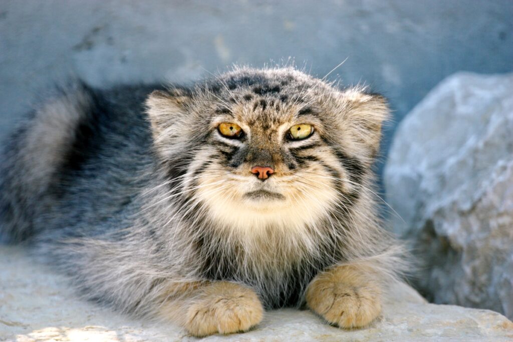 Chat des sables