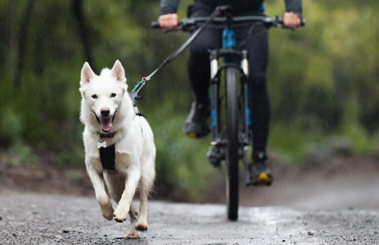 Canicross, cani-VTT : équipement et conseils