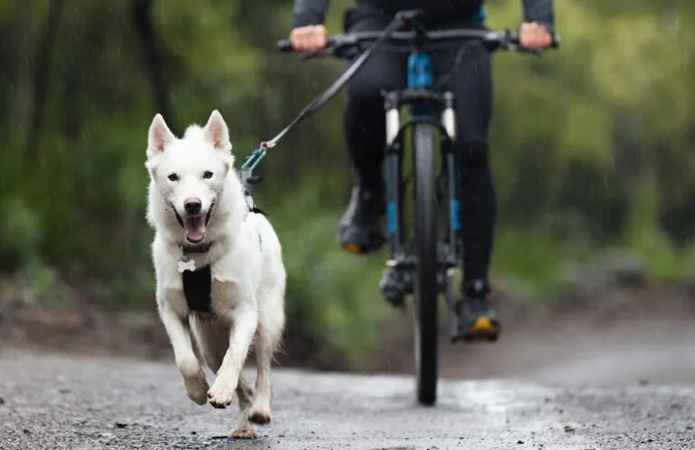 canicross vtt