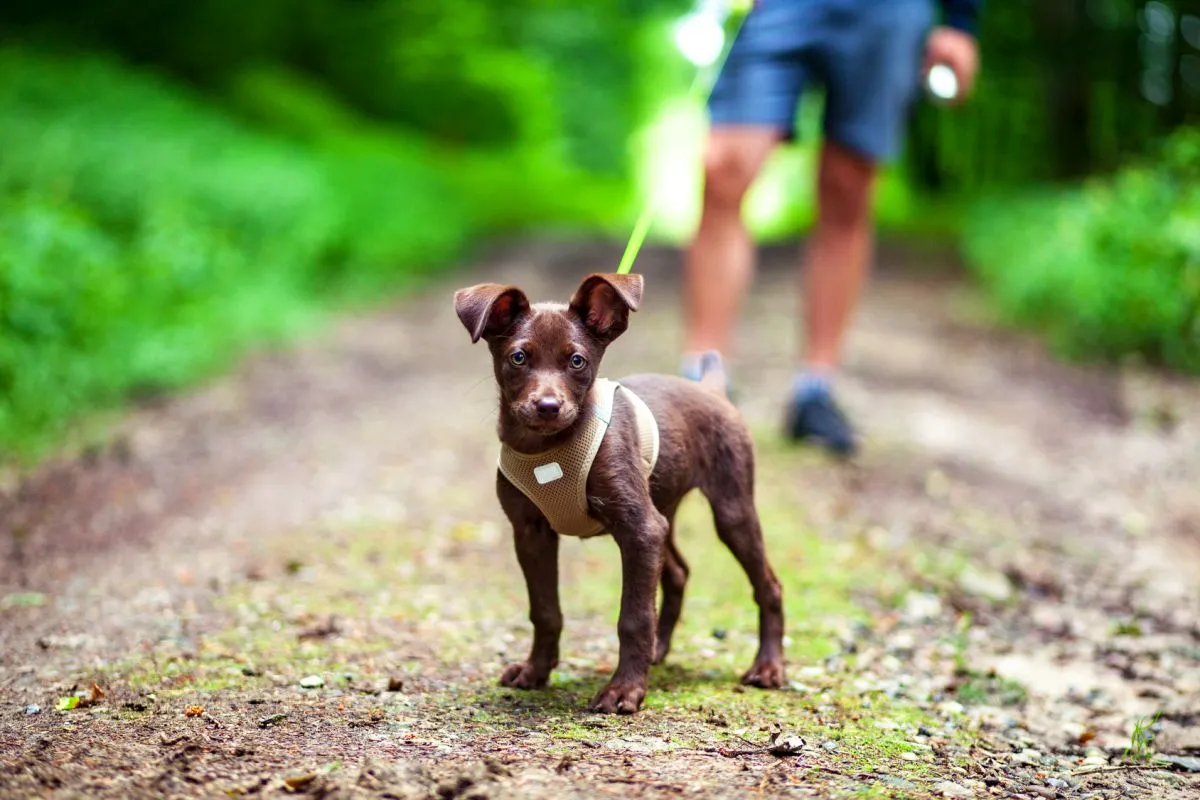 chiot et laisse