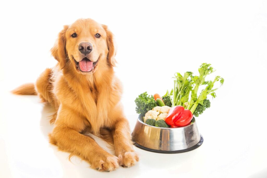 chien et aliments végétariens