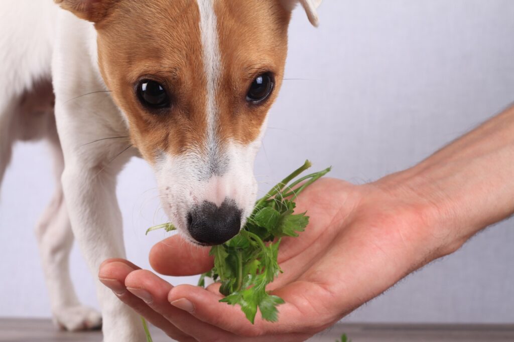 chien mange des végétaux