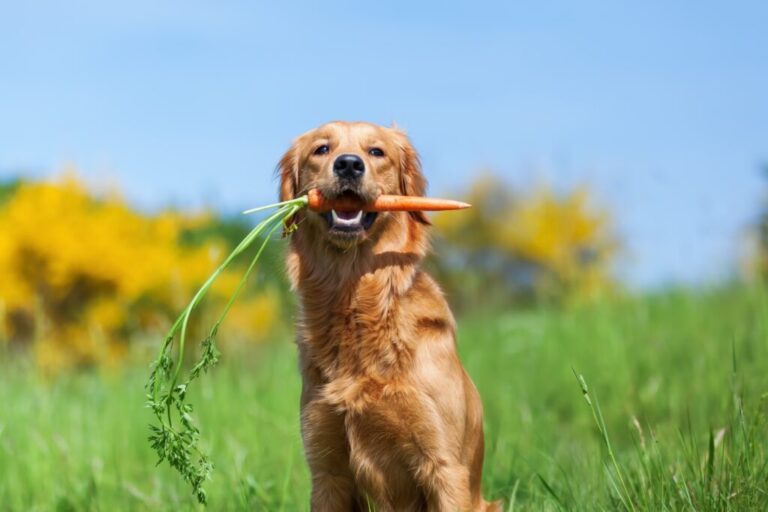 chien et nourriture végétarienne