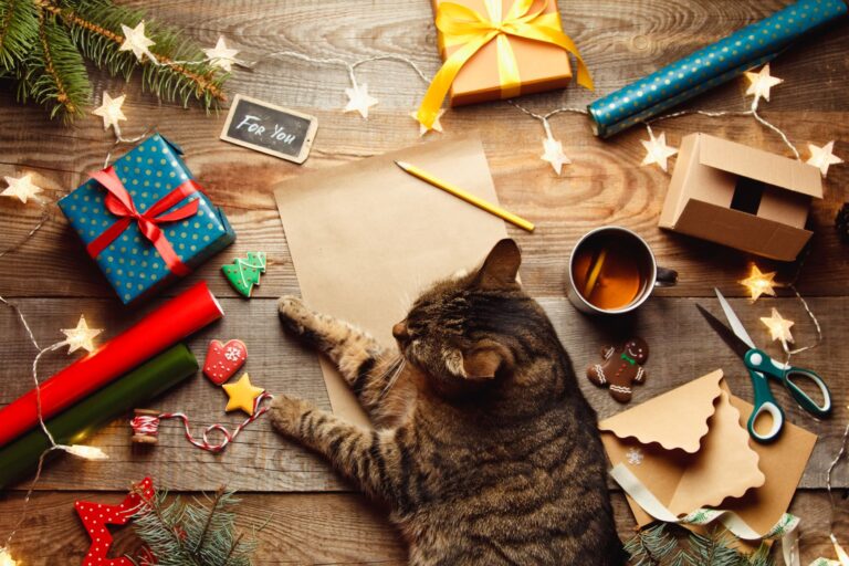 calendrier avent chat calendrier de l'avent chat