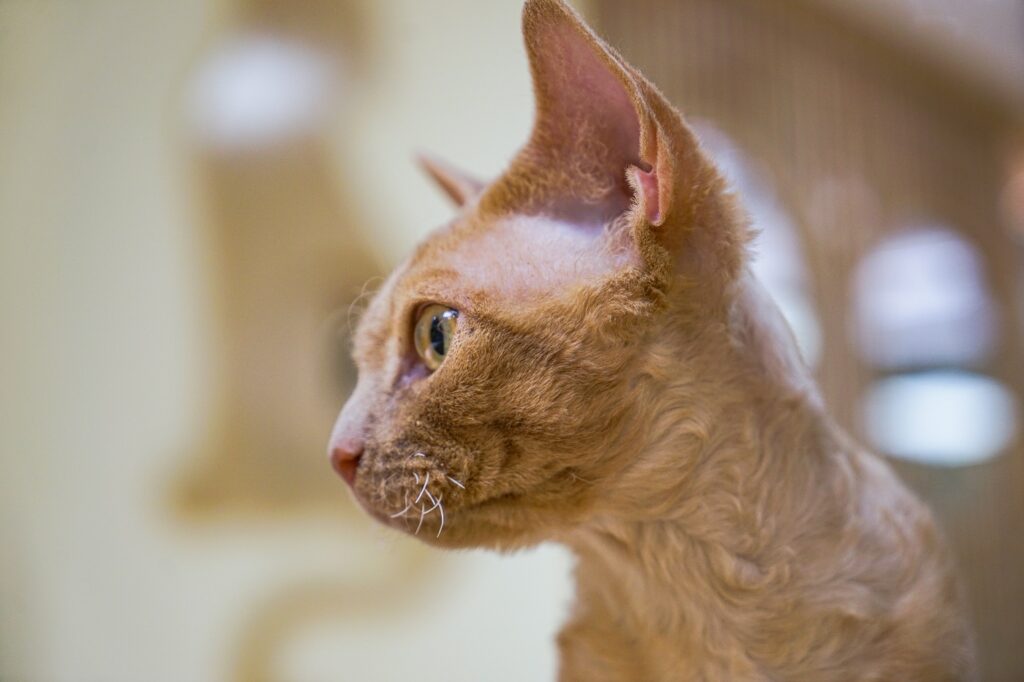 German rex Chat de race german rex femelle
