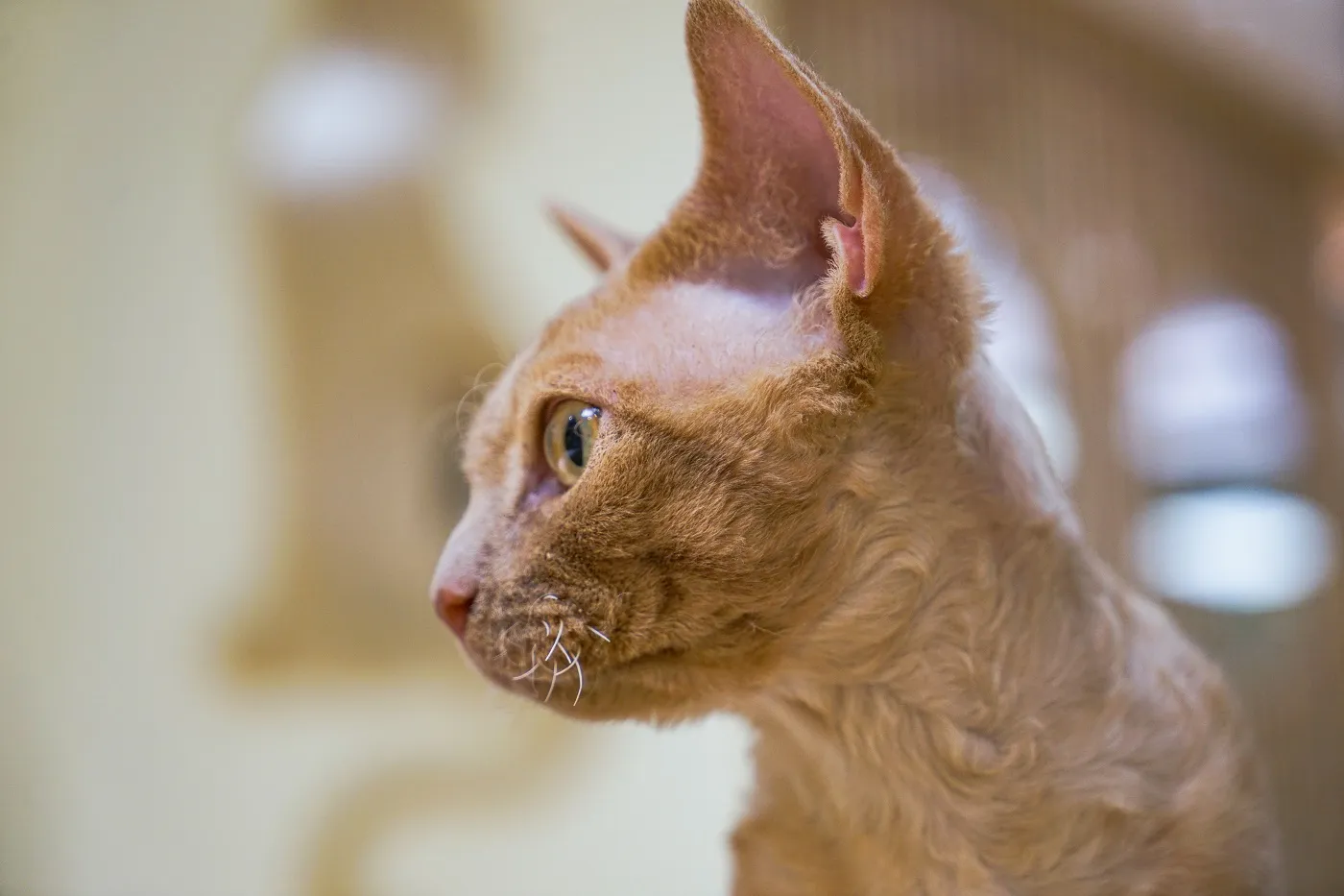 Chat de race german rex femelle