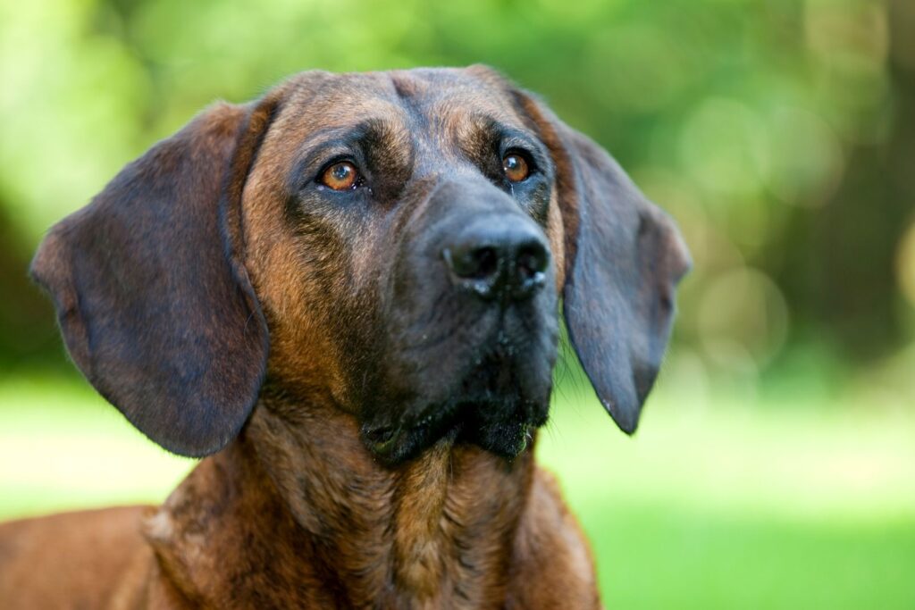 chien rouge de hanovre