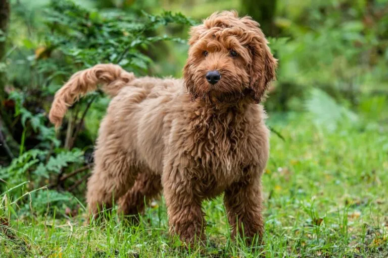cockapoo