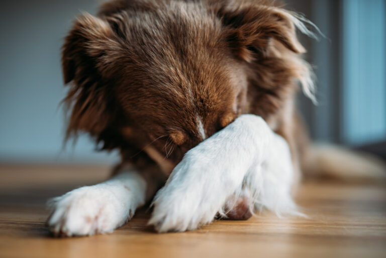 chien qui a peur des feux d’artifice