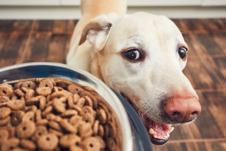 chien devant son bol de croquettes à haute teneur en viande