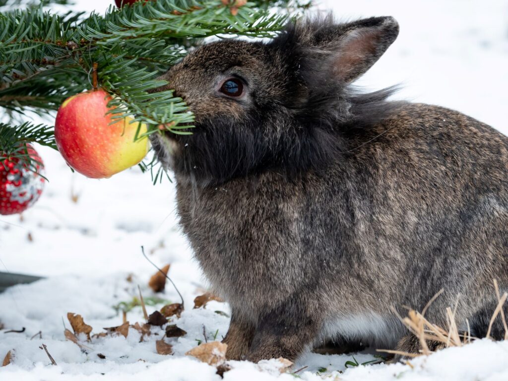 lapin devant sapin de noel