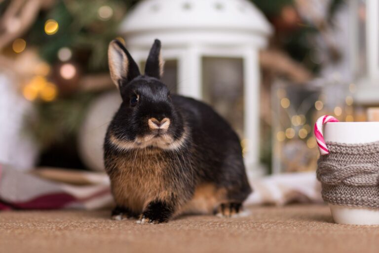 lapin à noel avec ses cadeaux