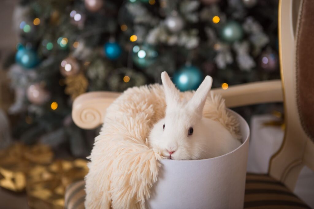 lapin noel BE lapin avec son cadeau de noel