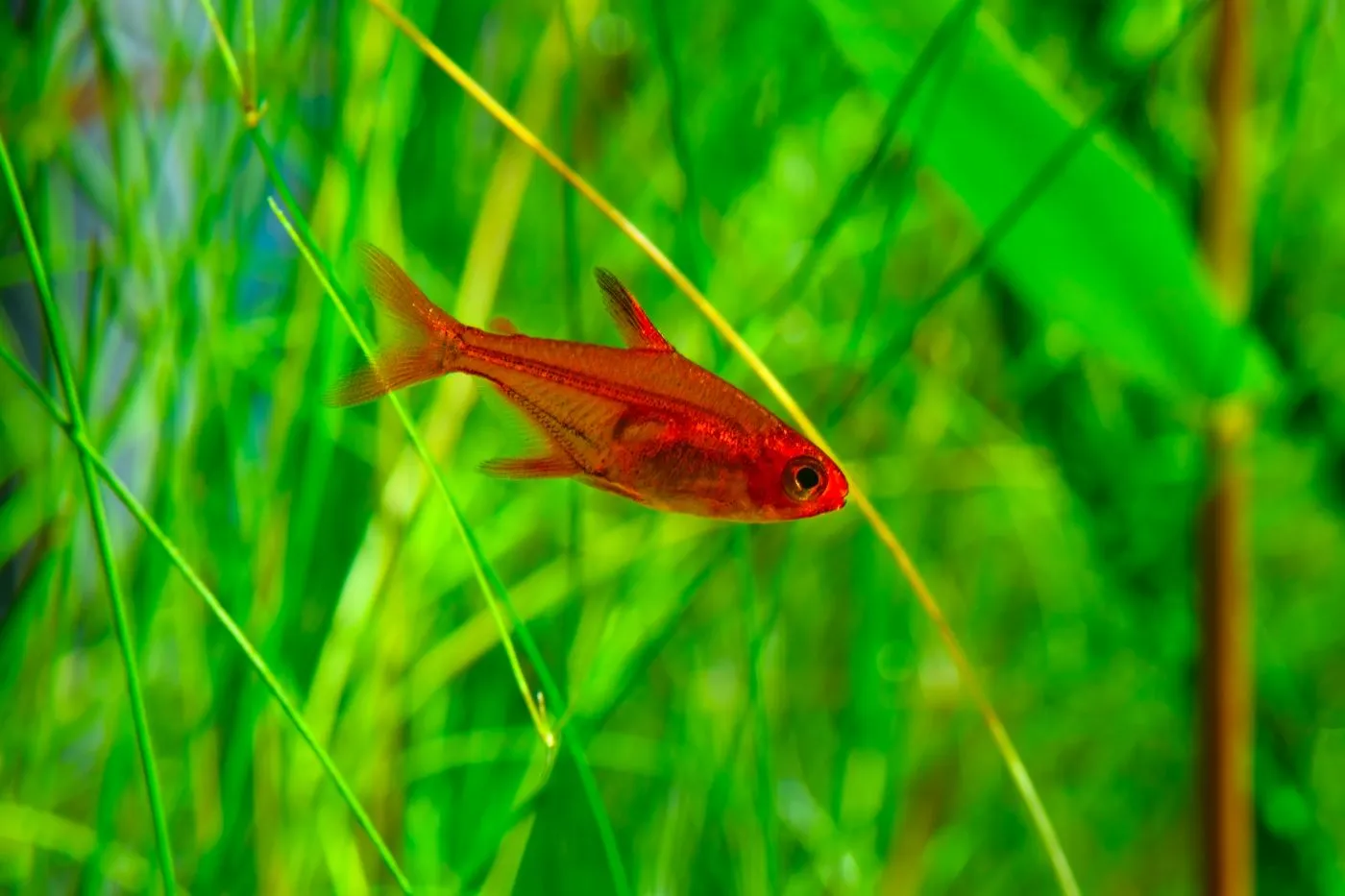 tetra amande orange