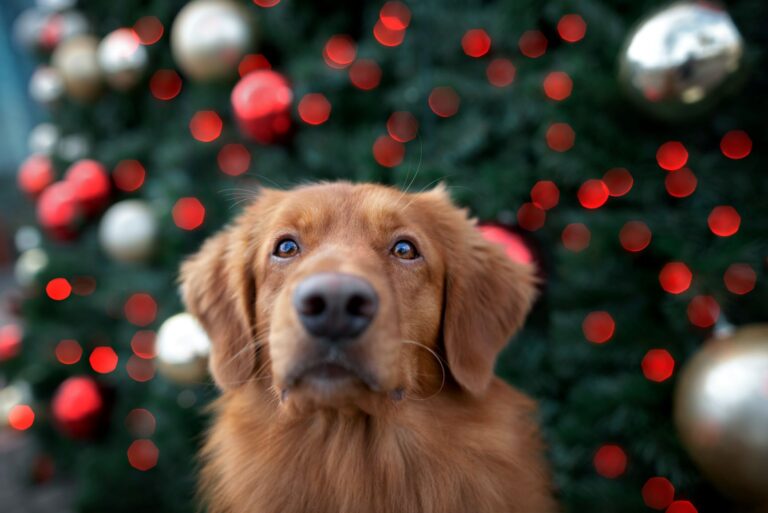 chien devant sapin de noel