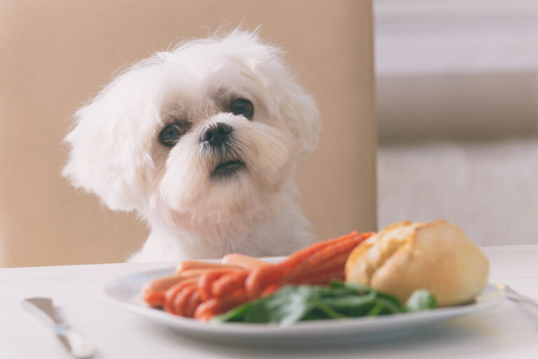 aliments dangereux chien