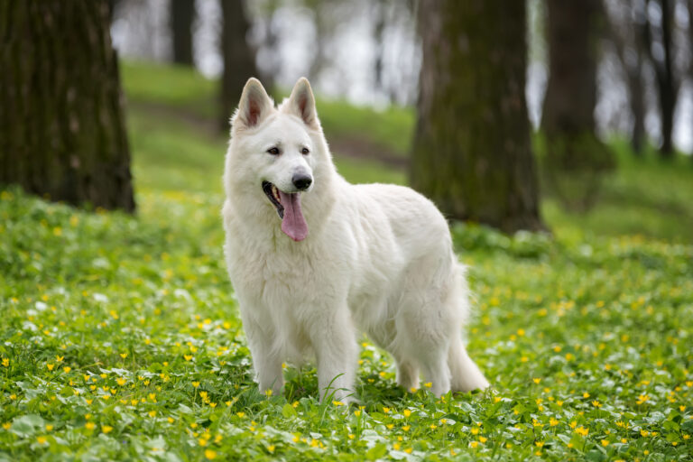 Berger Blanc Suisse