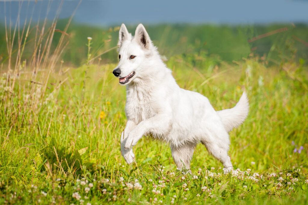 berger blanc suisse dans l'herbe