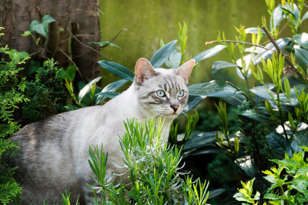 chat en liberté dans un jardin chat en liberté dans un jardin