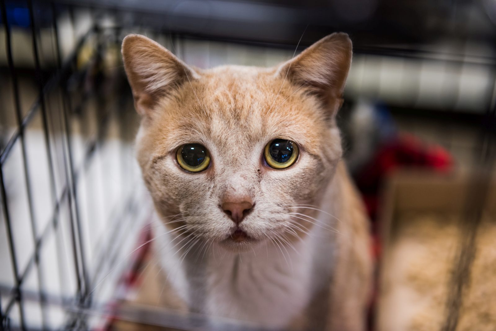 Un Chat Peut Il Pleurer Magazine Zooplus