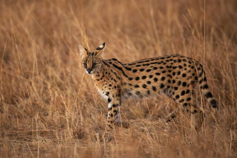 chat serval dans la nature